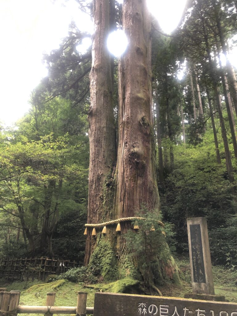 神木三本杉